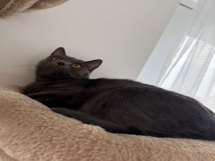 Jeune chatte British Shorthair à vendre