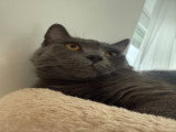Jeune chatte British Shorthair à vendre