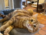 Pépin, chat à adopter en association