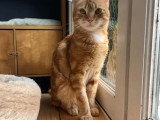 Pépin, chat à adopter en association