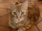 Pépin, chat à adopter en association