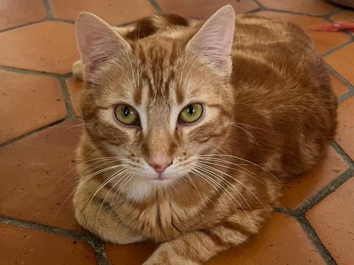Pépin, chat à adopter en association