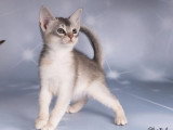 Trois chatons Abyssins silver mâles LOOF nés en février 2026 à vendre