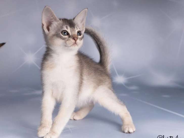Trois chatons Abyssins silver mâles LOOF nés en février 2026 à vendre
