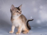 Trois chatons Abyssins silver mâles LOOF nés en février 2026 à vendre