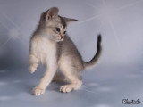 Trois chatons Abyssins silver mâles LOOF nés en février 2026 à vendre