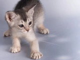 Trois chatons Abyssins silver mâles LOOF nés en février 2026 à vendre