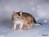Trois chatons Abyssins silver mâles LOOF nés en février 2026 à vendre