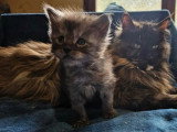 4 chatons Maine Coon LOOF nés avril 2026 à réserver