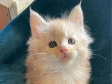 4 chatons Maine Coon LOOF nés avril 2026 à réserver