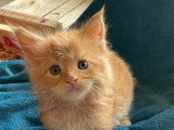 4 chatons Maine Coon LOOF nés avril 2026 à réserver