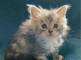 4 chatons Maine Coon LOOF nés avril 2026 à réserver