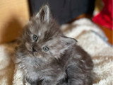 4 chatons Maine Coon LOOF nés avril 2026 à réserver
