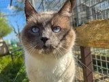 En quête d'un foyer : chat Siamois sable de 5 ans