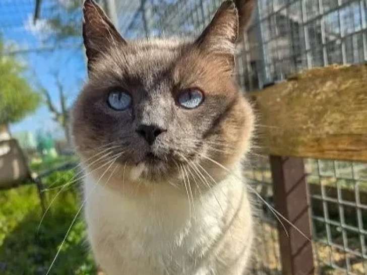 En quête d'un foyer : chat Siamois sable de 5 ans