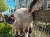 En quête d'un foyer : chat Siamois sable de 5 ans