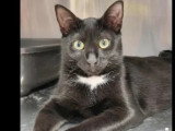 À adopter ensemble : chat et chatte d’un an