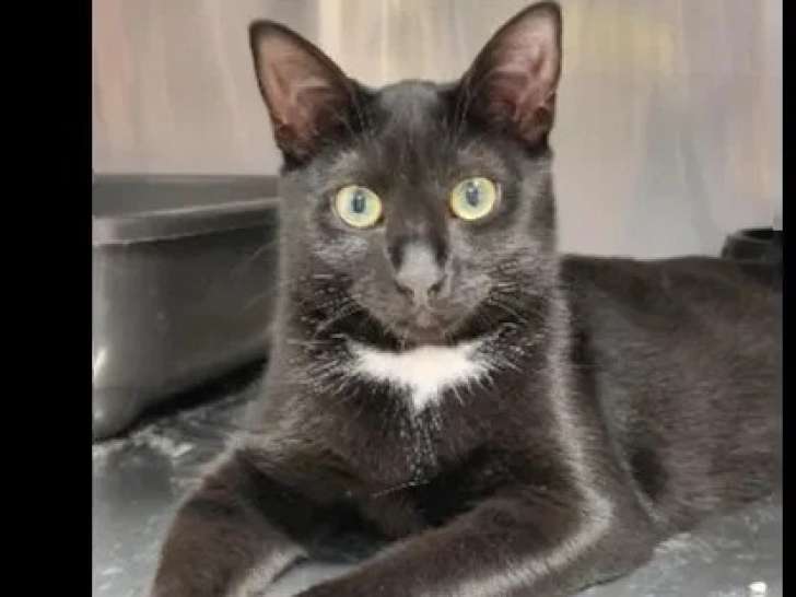 À adopter ensemble : chat et chatte d’un an