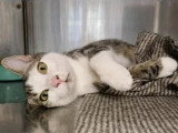 À adopter ensemble : chat et chatte d’un an