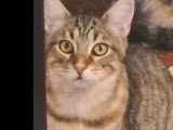 À adopter : chat tigré d’un an