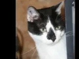 À la recherche d'une famille : chat noir et blanc de 6 ans