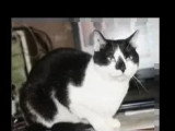 À la recherche d'une famille : chat noir et blanc de 6 ans