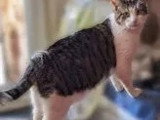 En attente d'adoption : chat tricolore de 3 ans