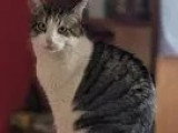 En attente d'adoption : chat tricolore de 3 ans