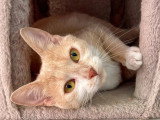 En attente d'un foyer : chaton femelle sable de 11 mois