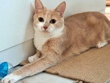 En attente d'un foyer : chaton femelle sable de 11 mois