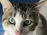 Prêt pour l'adoption : chat tricolore de 3 ans