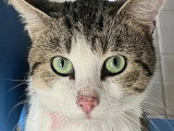 Prêt pour l'adoption : chat tricolore de 3 ans