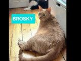 Adoption disponible : chat sable de 3 ans