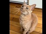 Adoption disponible : chat sable de 3 ans