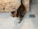 Magnifique jeune mâle bengal