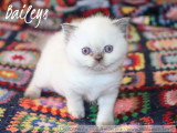 1 magnifique chatonne British Shorthair à réserver