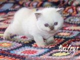 1 magnifique chatonne British Shorthair à réserver