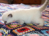 1 magnifique chatonne British Shorthair à réserver
