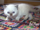 1 magnifique chatonne British Shorthair à réserver