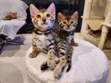 2 chatons mâles Bengal à vendre