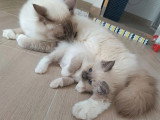 Sacré de Birmanie lilac point de 2023 inscrit LOOF disponible pour saillie