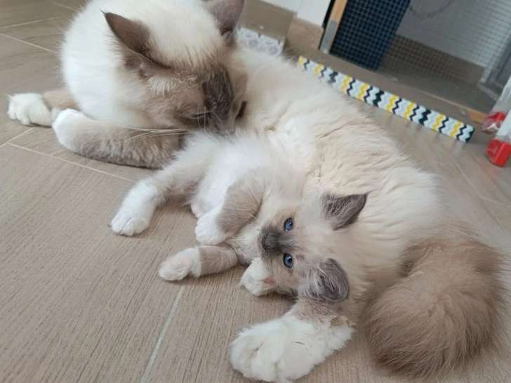 Sacré de Birmanie lilac point de 2023 inscrit LOOF disponible pour saillie