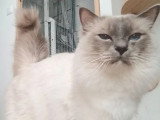 Sacré de Birmanie lilac point de 2023 inscrit LOOF disponible pour saillie