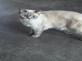 Yuki, jeune chatte British Shorthair blanche à vendre