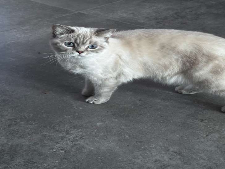 Yuki, jeune chatte British Shorthair blanche à vendre