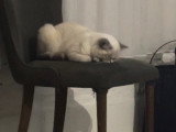 Yuki, jeune chatte British Shorthair blanche à vendre