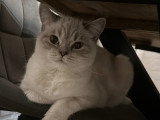 Yuki, jeune chatte British Shorthair blanche à vendre
