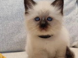 3 chatons Sacrés de Birmanie non LOOF de mars 2026 à vendre