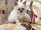 3 chatons Sacrés de Birmanie non LOOF de mars 2026 à vendre