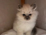 3 chatons Sacrés de Birmanie non LOOF de mars 2026 à vendre